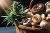 Panier de champignons frais et plante de cannabis sous une lumière naturelle.