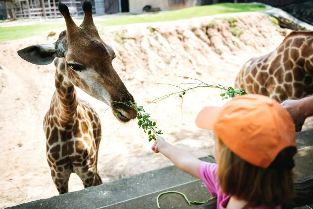 Un parc animalier utilise du CBD pour soigner ses animaux