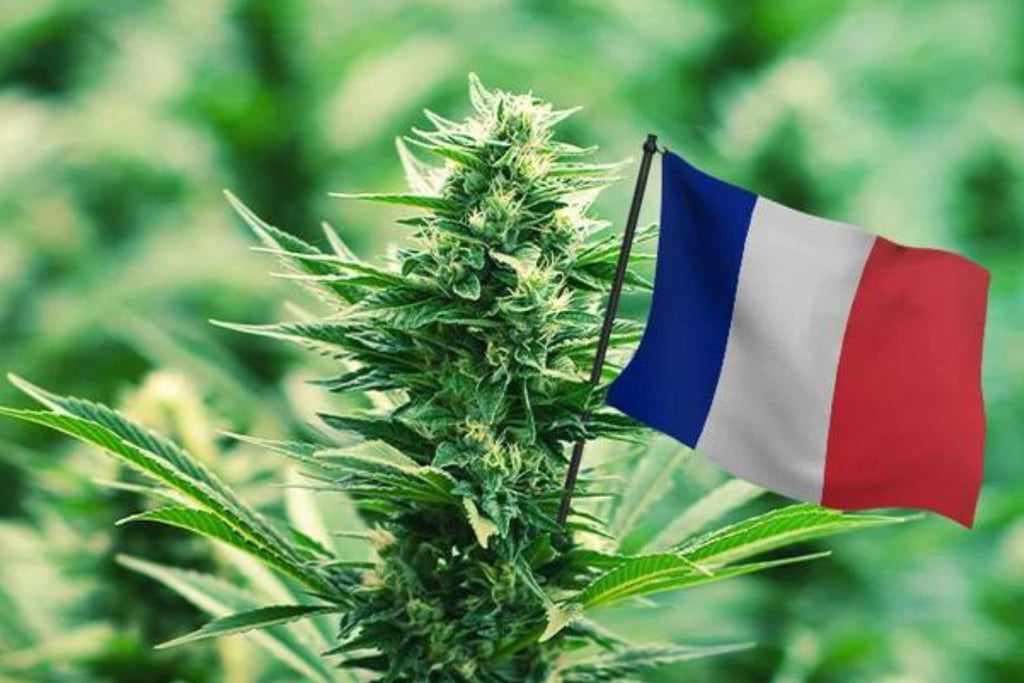 À la rencontre de nos producteurs de CBD : Une expérience française authentique