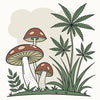 Champignons et CBD : La synergie pour améliorer votre bien-être