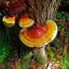 Le Reishi