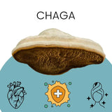 Illustration du champignon Chaga avec icônes de santé