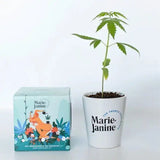 Kit découverte du chanvre avec plante en pot Marie Janine